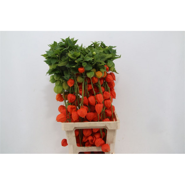 Physalis Lampion Tak 80cm A1 Col-Orange