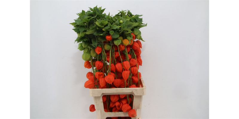 Physalis Lampion Tak 80cm A1 Col-Orange