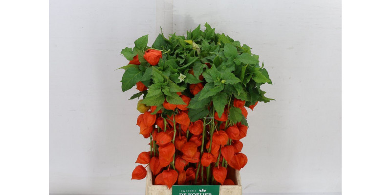 Physalis Lampion Tak 60cm A1 Col-Orange