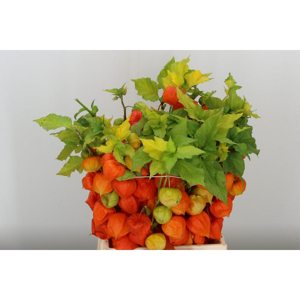 Physalis Lampion Tak 50cm A1 Col-Orange