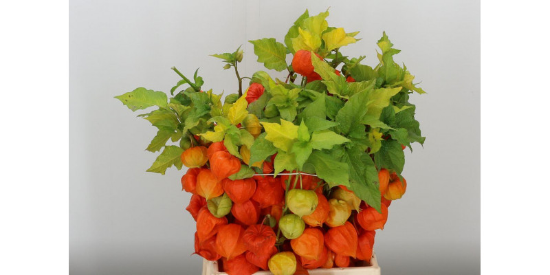 Physalis Lampion Tak 50cm A1 Col-Orange