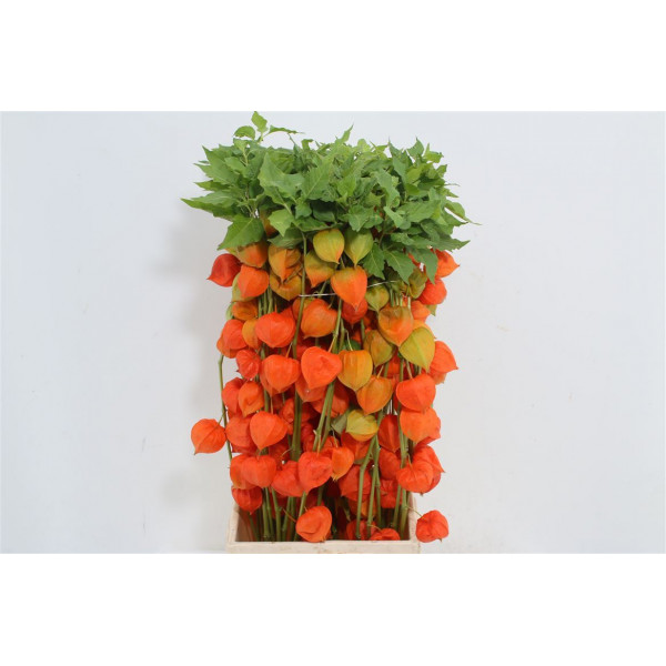 Physalis Lampion Tak 70cm A1 Col-Orange