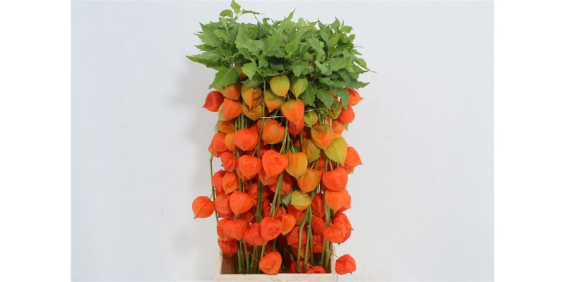 Physalis Lampion Tak 70cm A1 Col-Orange