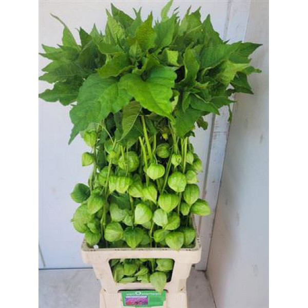 Physalis Lampion Tak 90cm A1