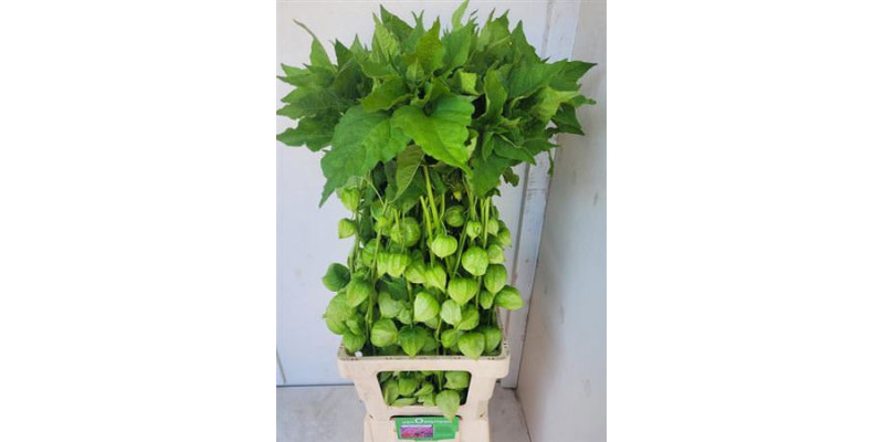 Physalis Lampion Tak 90cm A1