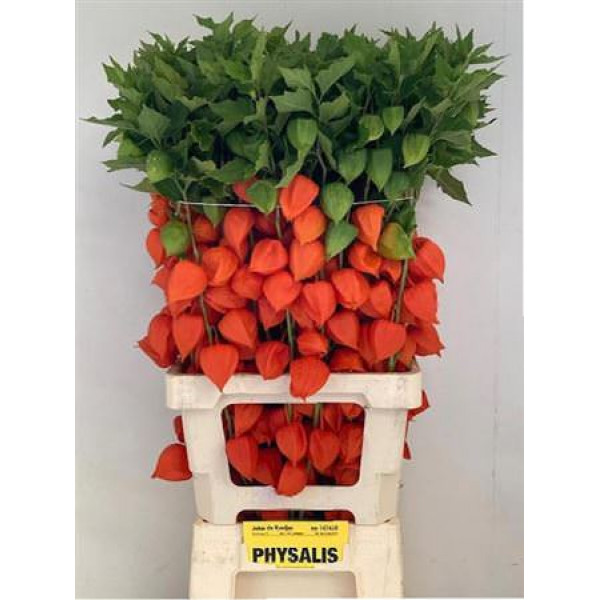 Physalis Lampion Tak 80cm A1