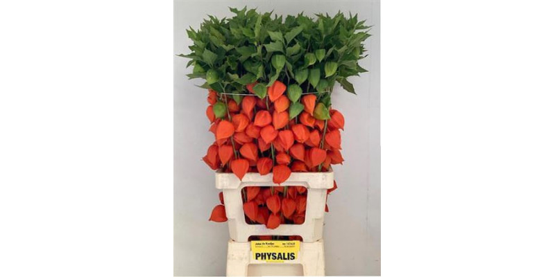 Physalis Lampion Tak 80cm A1