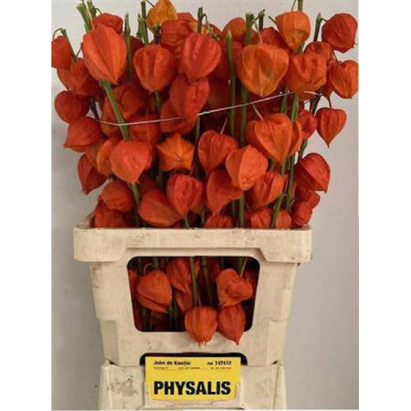 Physalis Lampion Tak 70cm A1