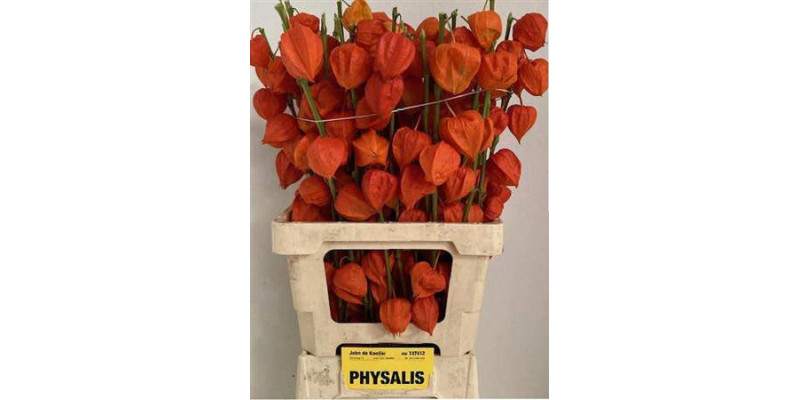 Physalis Lampion Tak 70cm A1