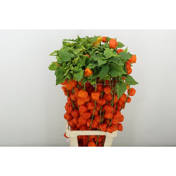 Physalis Lampion Tak 90cm A1