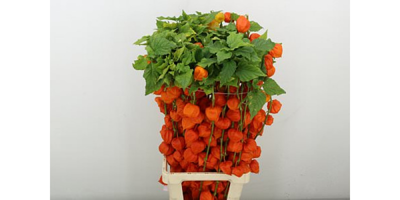 Physalis Lampion Tak 90cm A1