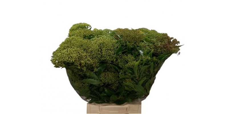 Pittosporum Rombifoglia White Flowe 50cm EX