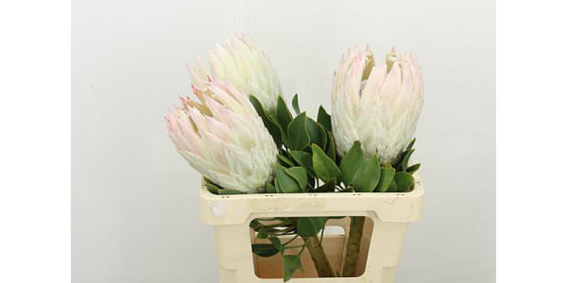 Protea Cynaroides Satin 60cm A1