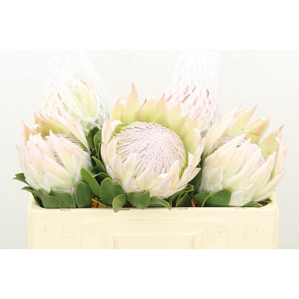 Protea Cynaroides Satin 50cm A1