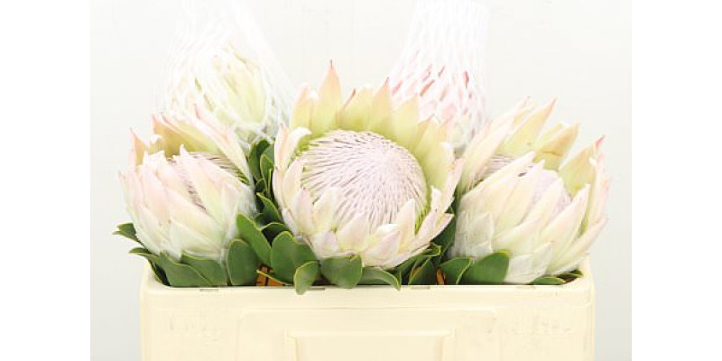 Protea Cynaroides Satin 50cm A1