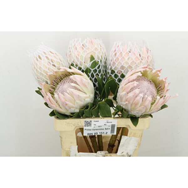 Protea Cynaroides Satin 60cm A1