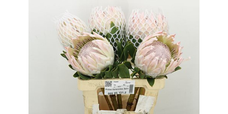 Protea Cynaroides Satin 60cm A1