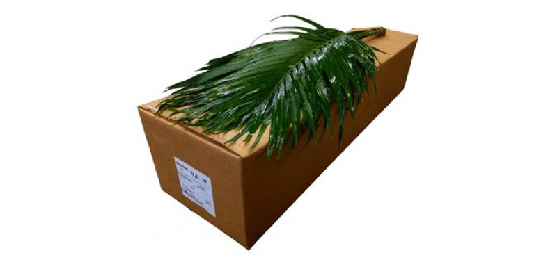 Catpalm 90cm 90 A1Green