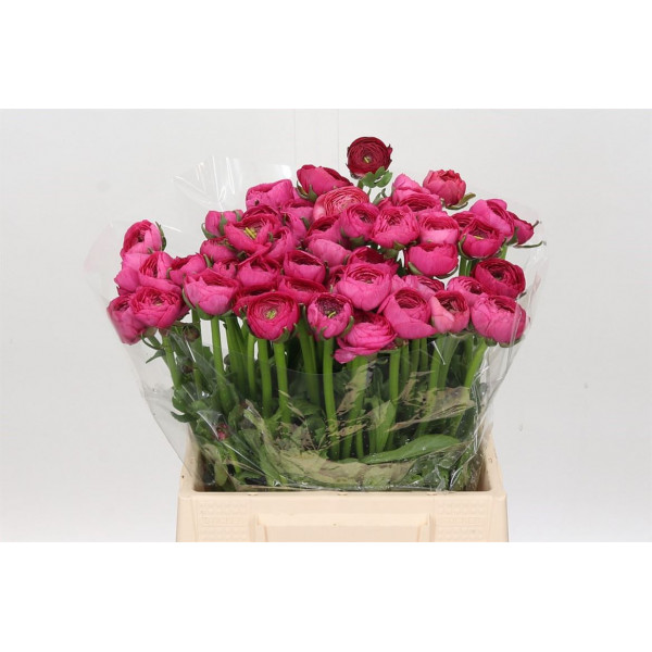 Ranunculus Charm Cerise 40cm EX Col-Purple