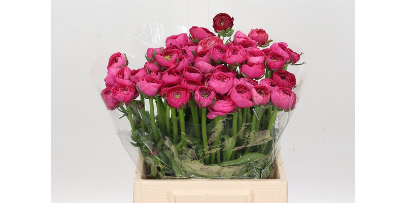 Ranunculus Charm Cerise 40cm EX Col-Purple