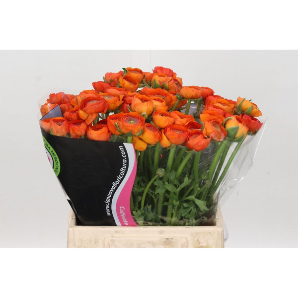 Ranunculus Charm Orange 40cm EX Col-Purple