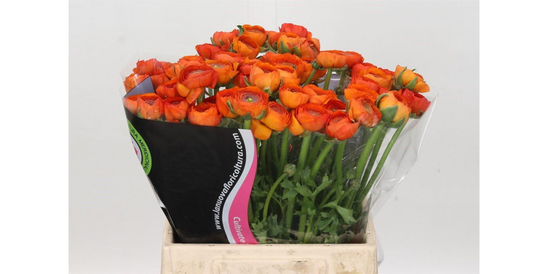 Ranunculus Charm Orange 40cm EX Col-Purple