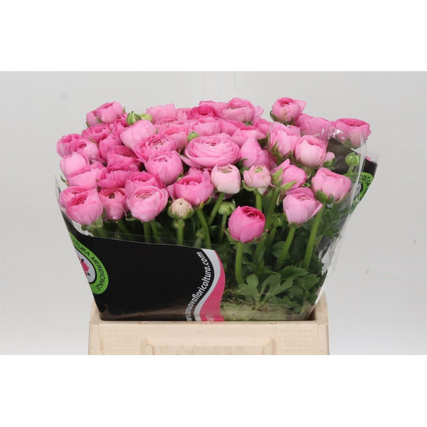 Ranunculus Charm Pink 45cm EX Col-Purple