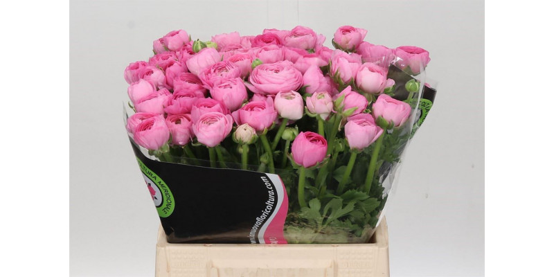 Ranunculus Charm Pink 45cm EX Col-Purple