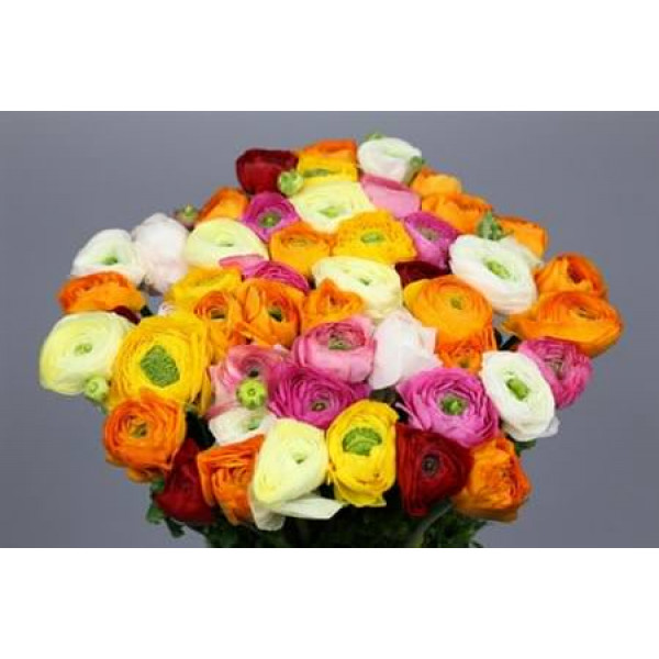 Ranunculus Charm Rainbow 40cm EX Col-Purple