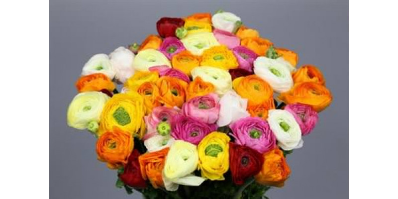 Ranunculus Charm Rainbow 40cm EX Col-Purple