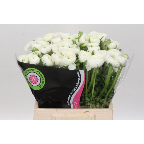 Ranunculus Charm White 45cm EX Col-Purple