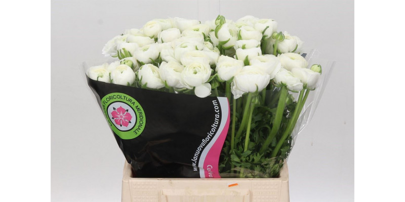 Ranunculus Charm White 45cm EX Col-Purple