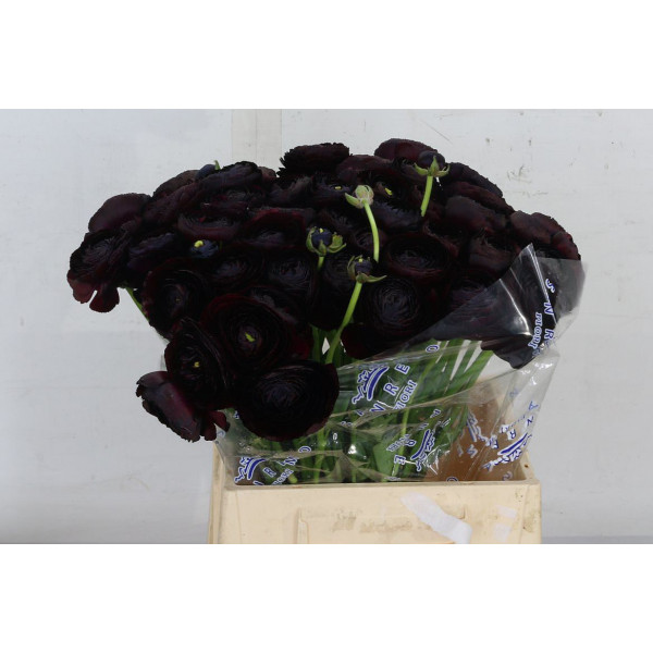 Ranunculus Cloni Sup Nerone 45 A1Pink