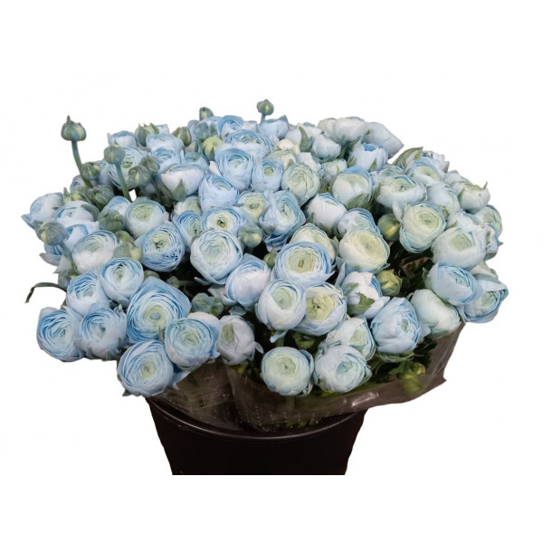 Ranunculus El Powder Light Blue Super 45 A1Pink