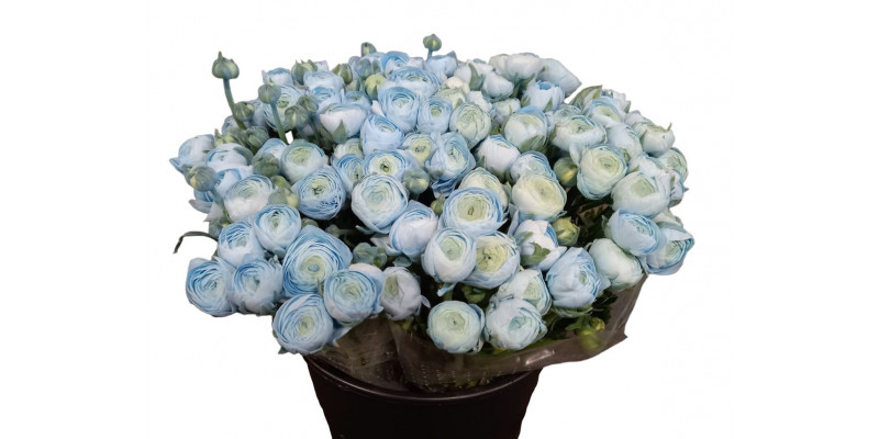 Ranunculus El Powder Light Blue Super 45 A1Pink