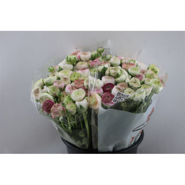 Ranunculus El Capp Pastello 45cm A1