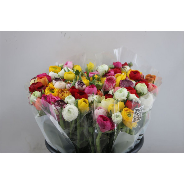 Ranunculus El Mix Rainbow 40cm A1