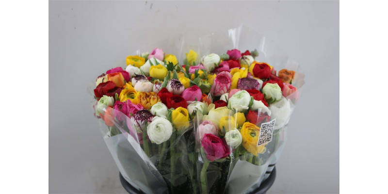 Ranunculus El Mix Rainbow 40cm A1