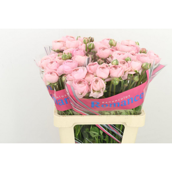 Ranunculus Romance Seine 60cm A1