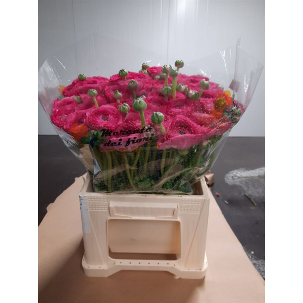 Ranunculus Kl Make Up Xl 45cm A1