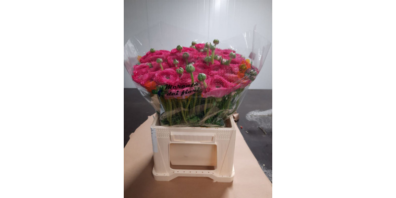 Ranunculus Kl Make Up Xl 45cm A1