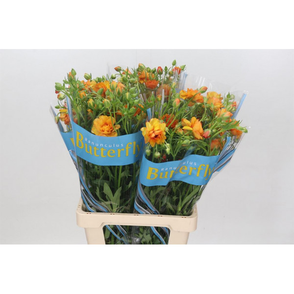 Ranunculus Butterfly Phosphorus 70cm A1