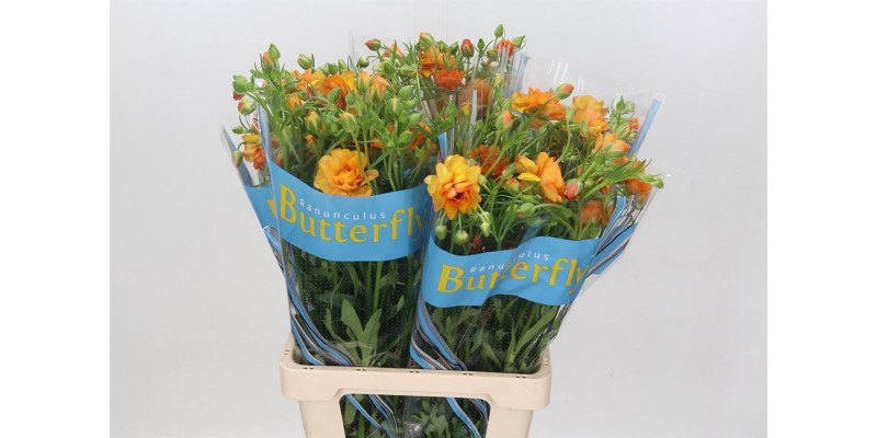 Ranunculus Butterfly Phosphorus 70cm A1