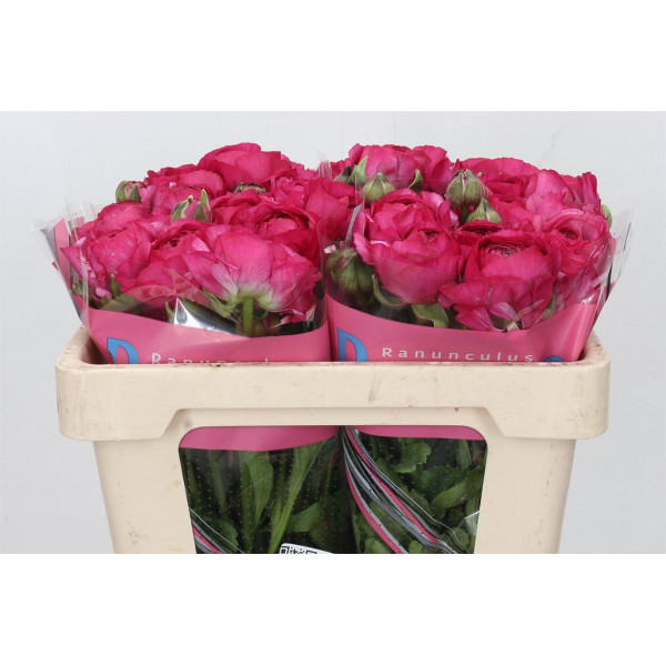 Ranunculus Romance Mercurey 50cm A1