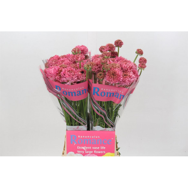 Ranunculus Romance Poodle Ramlia 70cm A1