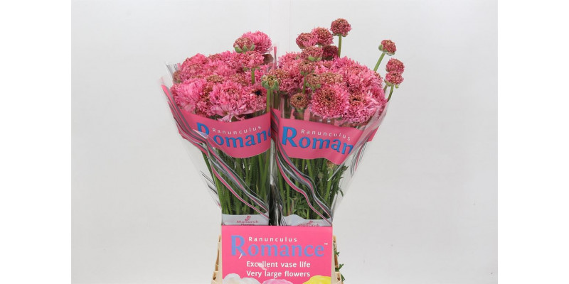 Ranunculus Romance Poodle Ramlia 70cm A1