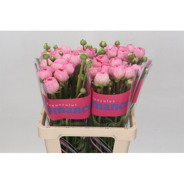 Ranunculus Romance Valliere 60cm A1