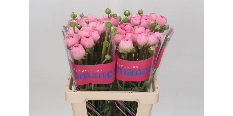 Ranunculus Romance Valliere 60cm A1