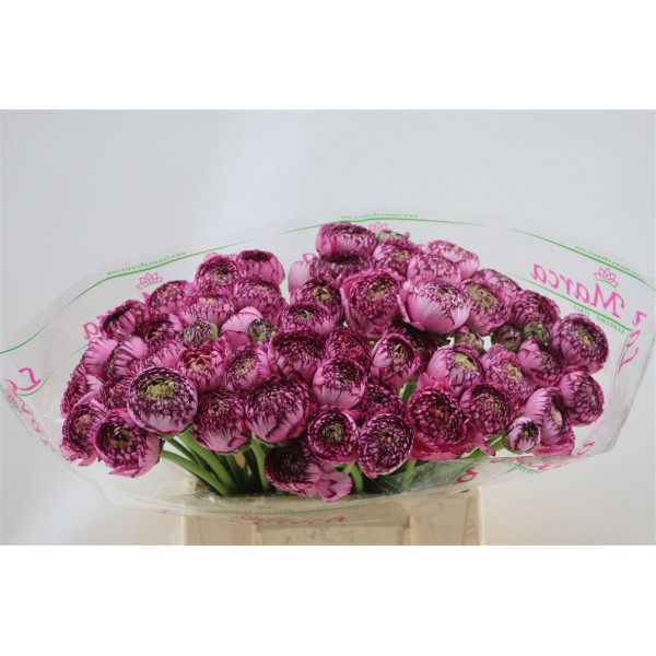 Ranunculus Cloni Aex Cappucino 45cm A1