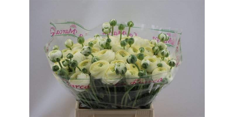 Ranunculus Cloni Aex Commedia 45cm A1